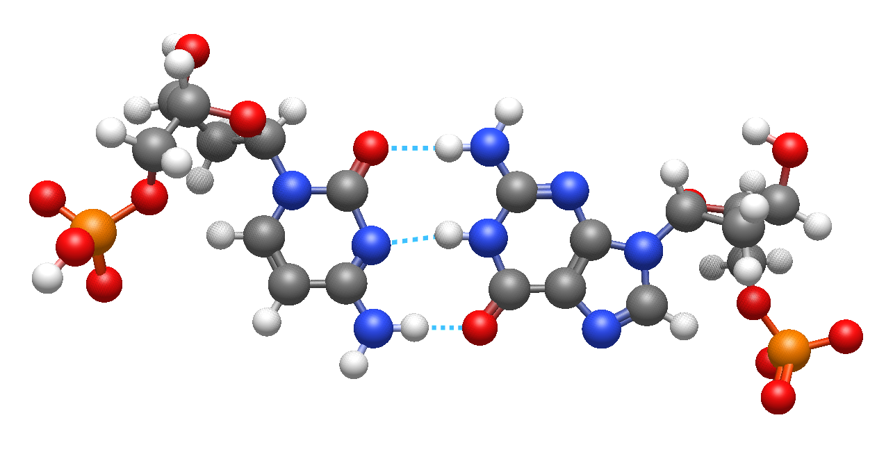 DNA bases highlighting hydrogen bonds