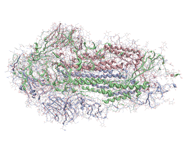 COVID-19 spike protein